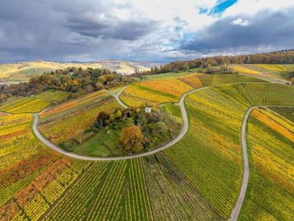 Colourful, curvy vineyards stretch across a range of hills under dramatic clouds, autumn,
