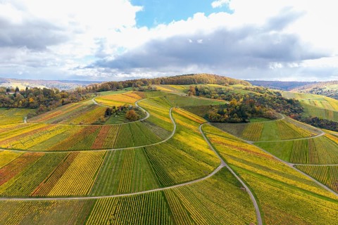Hilly vineyards in vivid autumn colors under a partly cloudy sky, autumn, Schützenhüttle-Donkey,