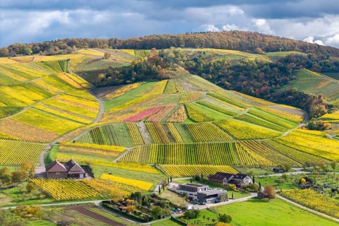 Hilly landscape with colorful vineyards and houses under a cloudy sky, autumn, wineries, wine
