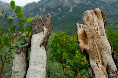 Weathered stumps of olive trees, Majorca, Spain