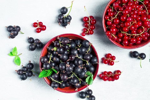 Bowls with berries, black and red currants, top view, food concept, no people