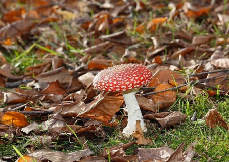 Red toadstool (Amanita muscaria), fruiting body, in autumn leaves, North Rhine-Westphalia, Germany