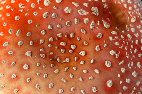 Red toadstool (Amanita muscaria), from above, fruiting body, North Rhine-Westphalia, Germany