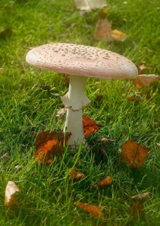 Toadstool (Amanita muscaria), fruiting body, North Rhine-Westphalia, Germany