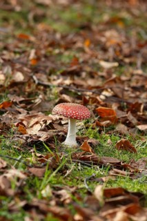 Red toadstool (Amanita muscaria), fruiting body, in autumn leaves, North Rhine-Westphalia, Germany