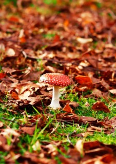 Red toadstool (Amanita muscaria), fruiting body, in autumn leaves, oil color effect, North
