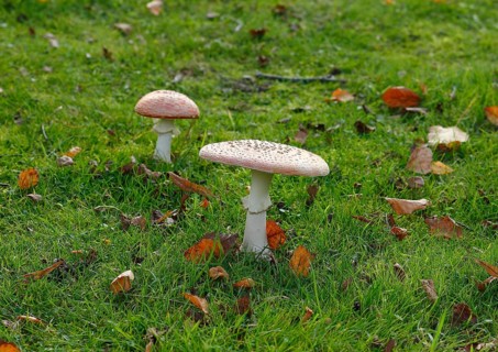 Two toadstools (Amanita muscaria), fruiting body, North Rhine-Westphalia, Germany