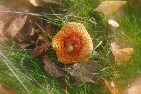Red toadstool (Amanita muscaria), fruiting body, with alienation, from above, North