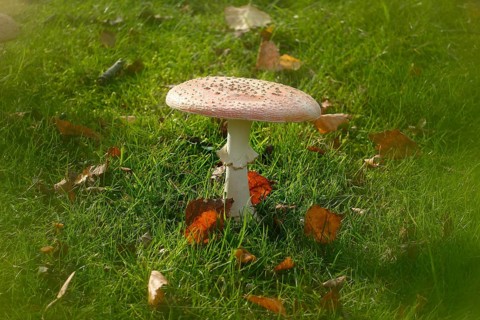 Toadstool (Amanita muscaria), fruiting body, with alienation, North Rhine-Westphalia, Germany
