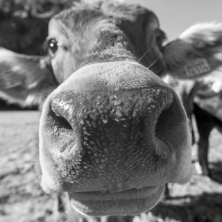 Curious Allgäu brown cattle, (Bos primigenius taurus), Allgäu, Bavaria, Germany