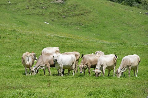 Allgäuer Braunvieh im Rappenalptal near Oberstdorf, Allgäu, Bavaria, Germany