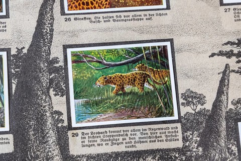 German colonies. German East Africa. Leopard An anthology published by Cigaretten-Bilderdienst