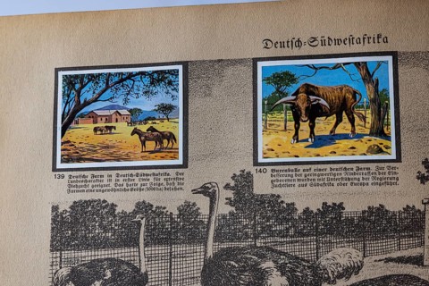 German colonies. German Southwest Africa. German farm, cattle breeding, Boer bull. An anthology