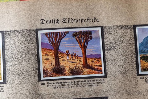 German colonies. German Southwest Africa. Quiver tree (Aloe dichotoma) . An anthology published by