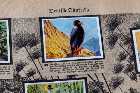 German colonies. German East Africa. Juggler (Terathopius ecaudatus) . An anthology published by