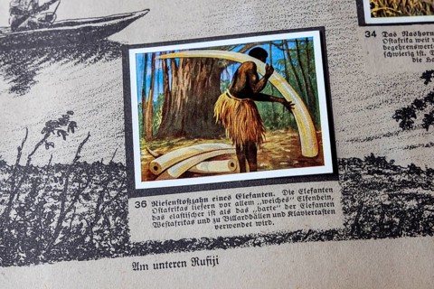 German colonies. German East Africa. The tusk of an elephant. An anthology published by