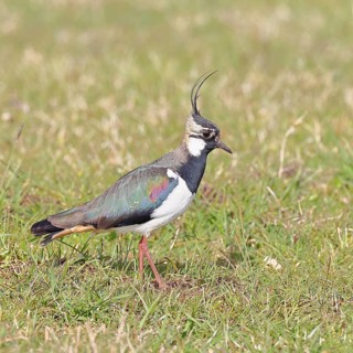 Lapwing (Vanellus vanellus), gorgeous dress, looking for food in a swampy meadow, wildlife,
