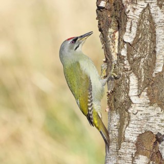 Grey woodpecker (Picus canus), male sitting on the trunk of a grey birch tree (Betula populifolia),