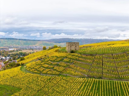 Autumn vineyards with converging yellow fields and an old building surrounded by rolling hills,