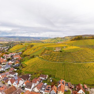 Panoramic view of autumnal vineyards with bright yellow fields, houses and hills under cloudy sky,