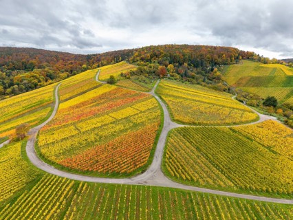 Colourful autumn vineyards with winding paved roads on rolling hills under cloudy skies, near