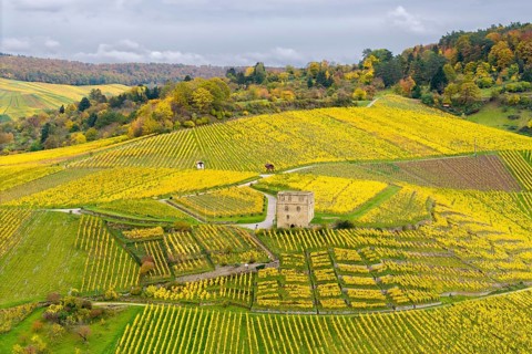 Yellow autumn vineyards with a centrally located historic building and rolling hills under cloudy