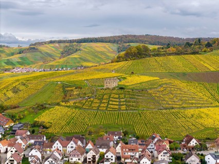 Colourful steep vineyards in autumn with yellow fields and residential buildings in a hilly