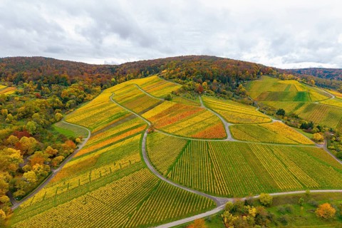 Vineyards in autumn colors, with hilly landscapes and cloudy skies, near Stetten im Remstal,