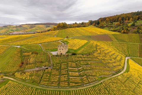 A tower surrounded by extensive yellow vineyards on rolling hills in cloudy weather, Y-Burg,