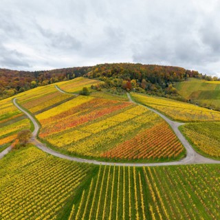 Colourful autumnal vineyards with curved paths under a cloudy sky, near Stetten im Remstal,