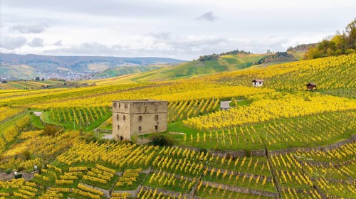 Gentle hills with yellow and green vineyards, an old tower in the middle under grey clouds,