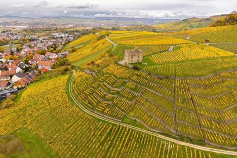 Vineyards in rich yellow with a secluded building and village on the hills under a covered sky,