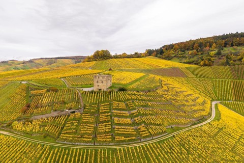 Picturesque scenery of yellow-green vineyards with a tower in the middle under cloudy sky, Y-Burg,