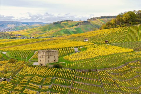 Picturesque landscape with yellow vineyards and a tower on the hills under overcast sky, Y-Burg,
