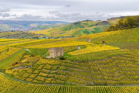 Wide hilly landscape with a central tower surrounded by yellow and green vines, Y-Burg, Stetten im