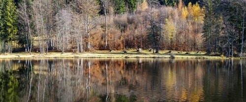 Late autumn, water reflection in moor pond, autumn, near Oberstdorf, Oberallgäu, Allgäu, Bavaria,