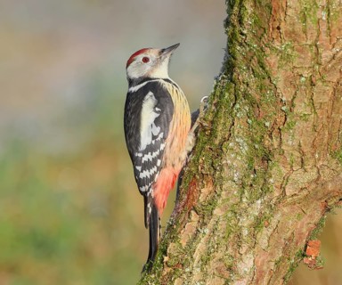 Middle woodpecker (Dendrocopos medius) sitting on a moss-covered tree, winter, wildlife,