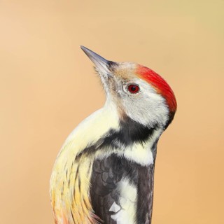 Middle woodpecker (Dendrocopos medius) portrait, wildlife, woodpeckers, nature photography,