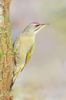 Grey woodpecker (Picus canus), male sitting on a moss-covered tree, wildlife, woodpeckers, nature
