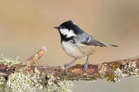 Pine tit (Periparus ater) sitting on lichen covered branch, wildlife, animals, birds, tit,
