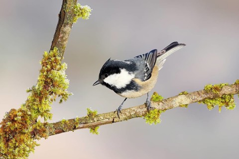 Pine tit (Periparus ater) sitting on moss-covered branch, wildlife, animals, birds, tits, light