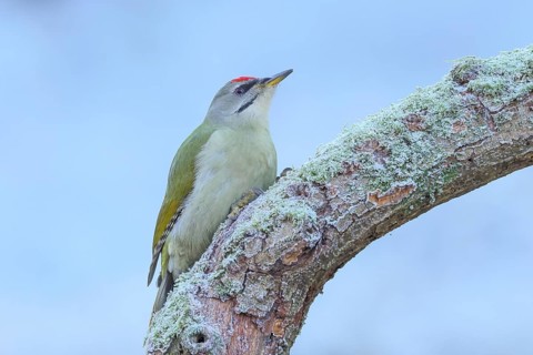 Grey woodpecker (Picus canus), male sitting on a thick branch covered with moss, winter, frost,