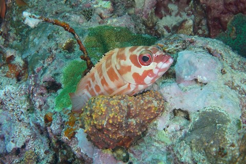 A striped fish, beret grouper (Epinephelus fasciatus), disguises itself in a coral reef. Coral