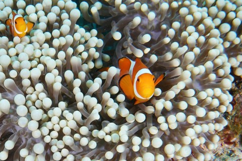 Two false clownfish (Amphiprion ocellaris) between the white tentacles of a sea anemone. Coral