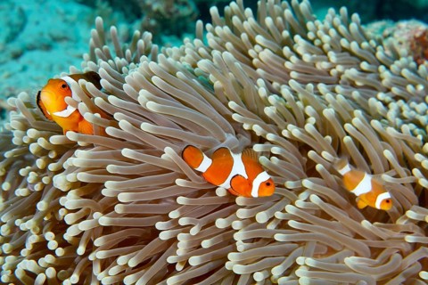 Three false clownfish (Amphiprion ocellaris) between the tentacles of a sea anemone. Coral Garden
