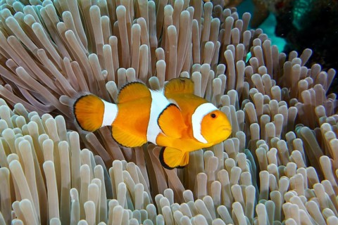A false clownfish (Amphiprion ocellaris) swims over the tentacles of a sea anemone. Coral Garden