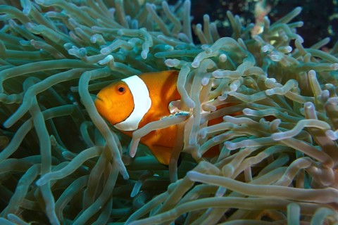 A single false clownfish (Amphiprion ocellaris) hides between the tentacles of a sea anemone. SD
