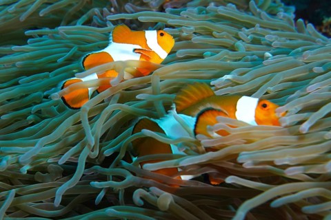 Two false clownfish (Amphiprion ocellaris) swim safely in the tentacles of a sea anemone. SD Dive