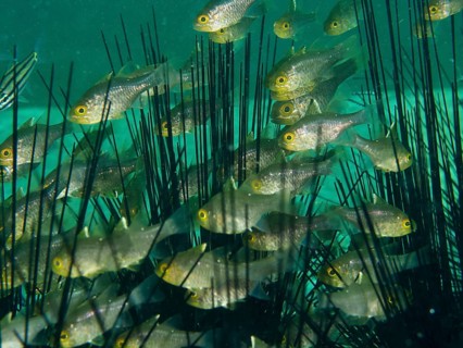 Swarm of small fish, flag-fin cardinalfish (Ostorhinchus hoevenii), swims among long spiny sea