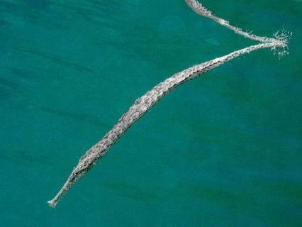 Triangular sea needle (Syngnathoides biaculeatus) in the green sea. Secret Bay Dive Site,